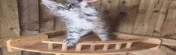 Maine Coon cats for sale: 2 Beautiful Maine Coon Kittens - Advert 10