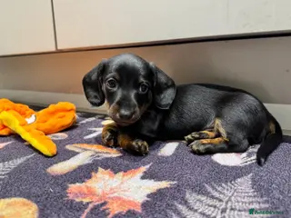 Miniature Dachshund dogs Ready to go next week!! Mini Dachshund Puppies 🐾 - Advert 10