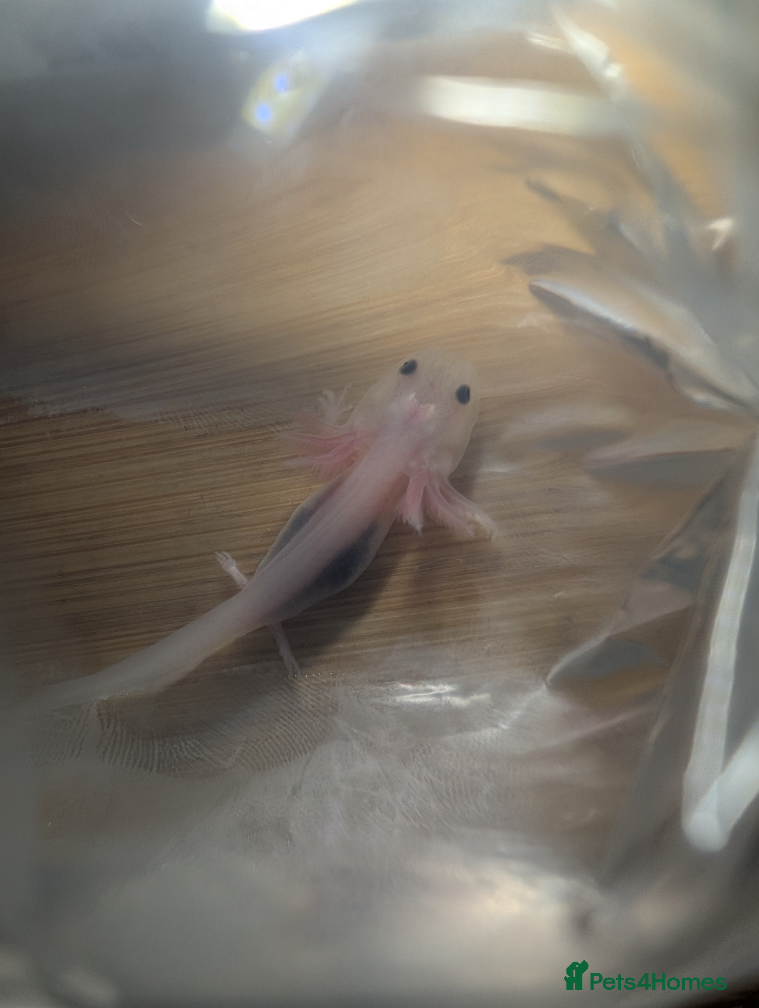 Axolotl reptiles Baby axolotls available for next day delivery  - Advert 3