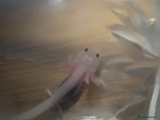 Axolotl reptiles Baby axolotls available for next day delivery - Advert 1