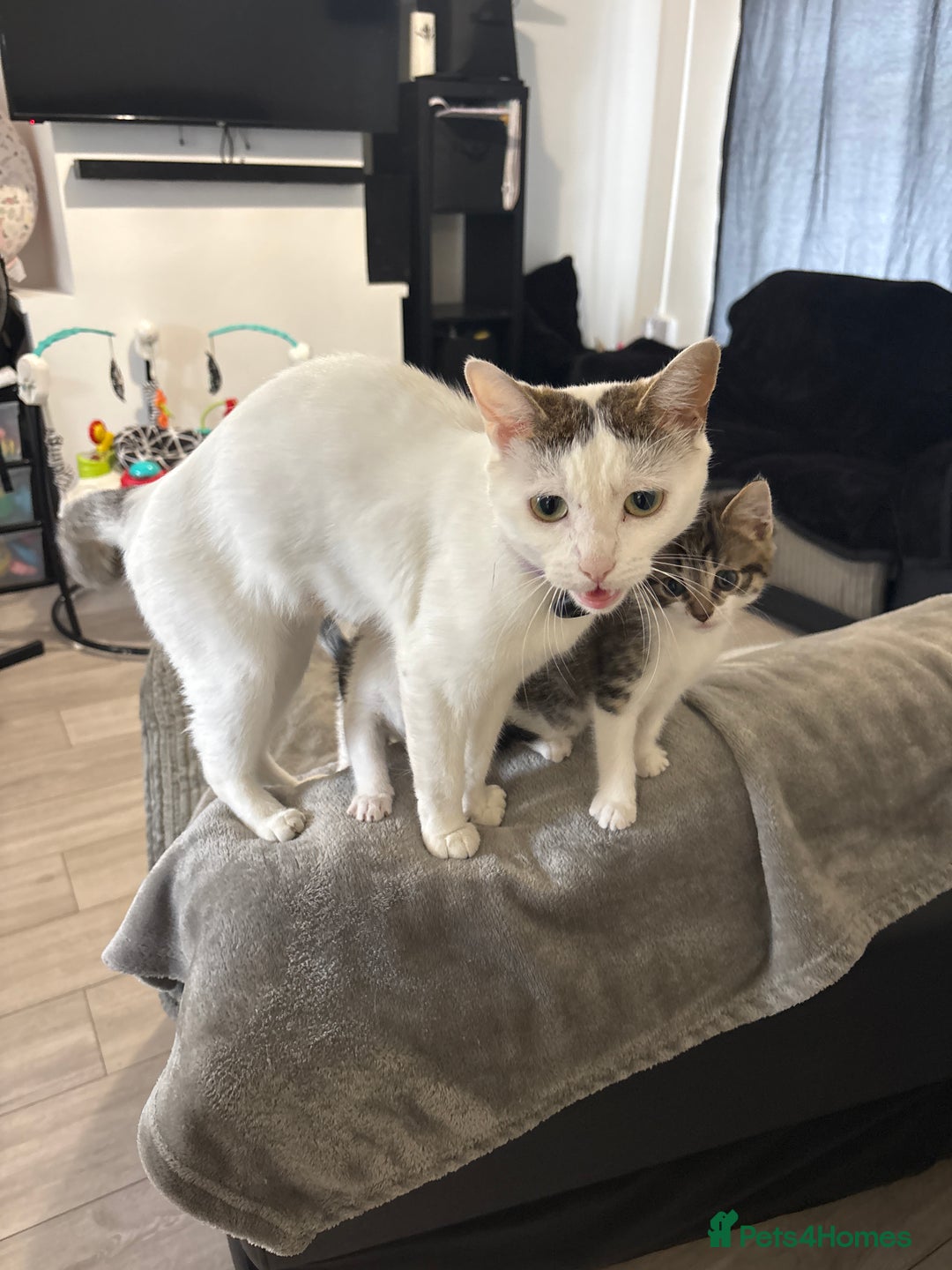Mixed Breed cats for sale: 5 beautiful kittens  - Image 7