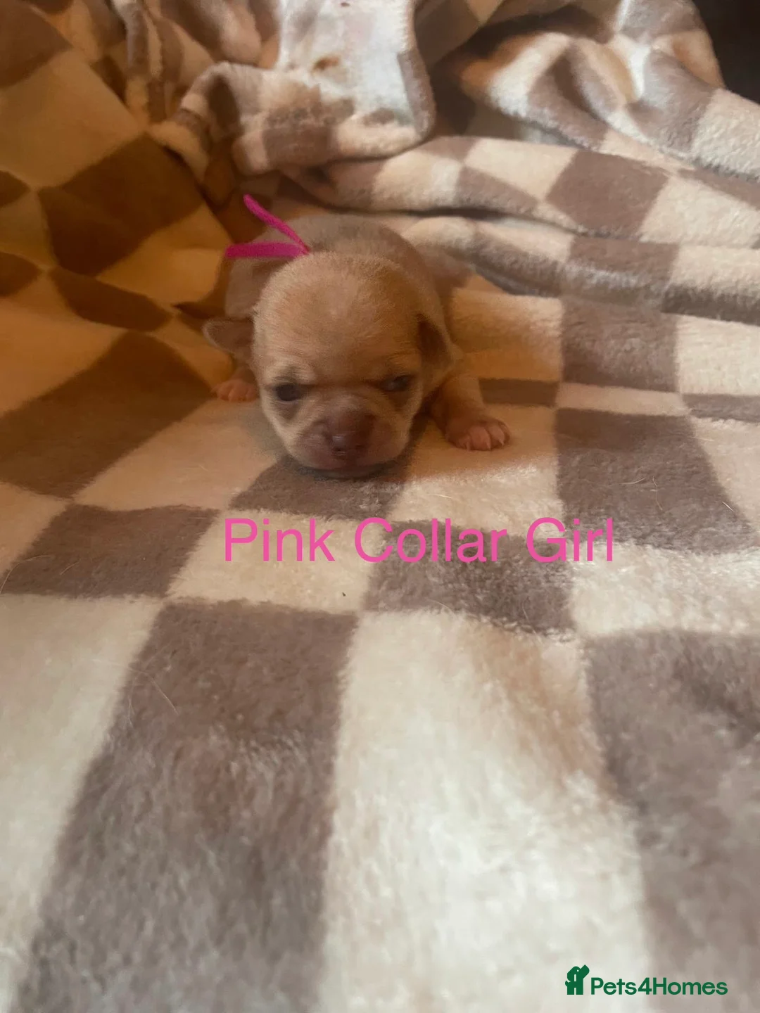 Chihuahua dogs for sale: Beautiful chihuahua puppys - Advert 7