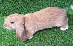 French Lop rabbits for sale: Giant French Lop Planned Litters - Vaccinated   - Image 19