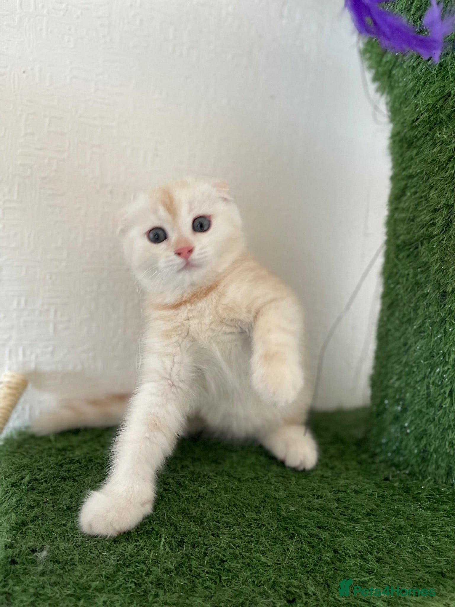 Scottish Fold cats Champion Bloodline Scottish Folds! - Advert 2