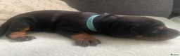 Dobermann dogs for sale: Doberman puppies - Advert 14