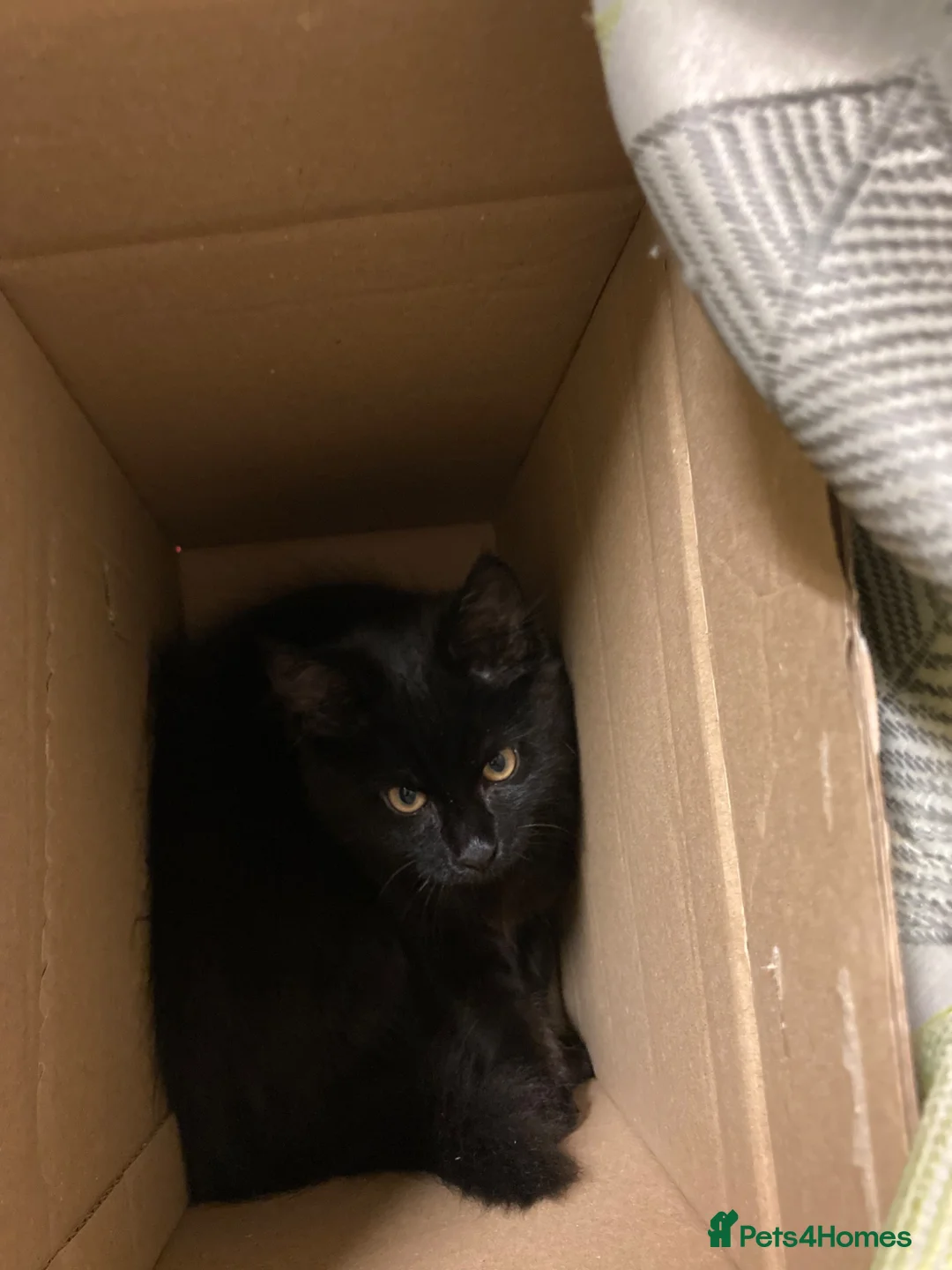 Mixed Breed cats for sale: Absolutely lovely Twoey - Advert 6
