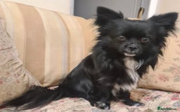 Chihuahua dogs for sale: Longhaired Chihuahua-Needs the best home  - Image 3