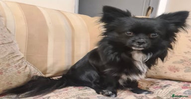 Chihuahua dogs - Advert 6