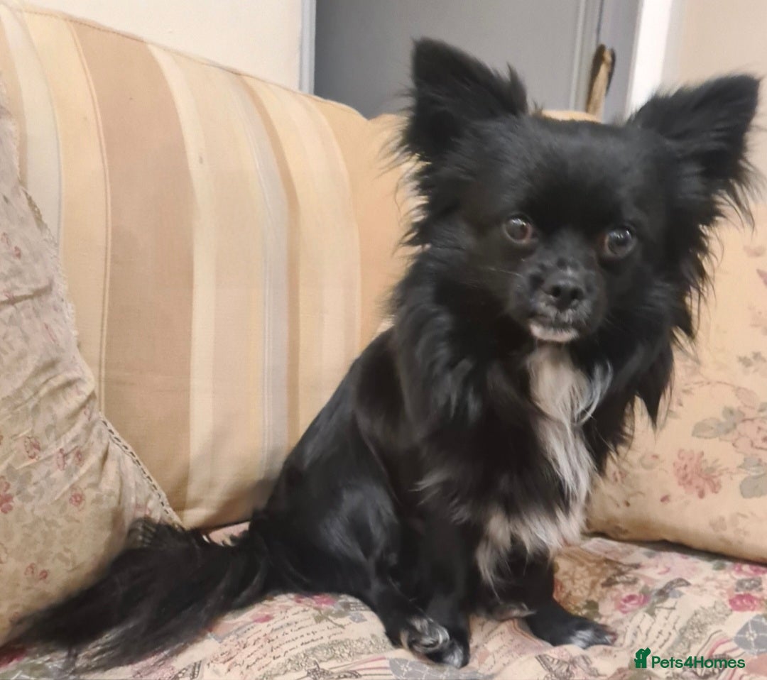 Chihuahua dogs for sale: Longhaired Chihuahua-Needs the best home  - Image 3