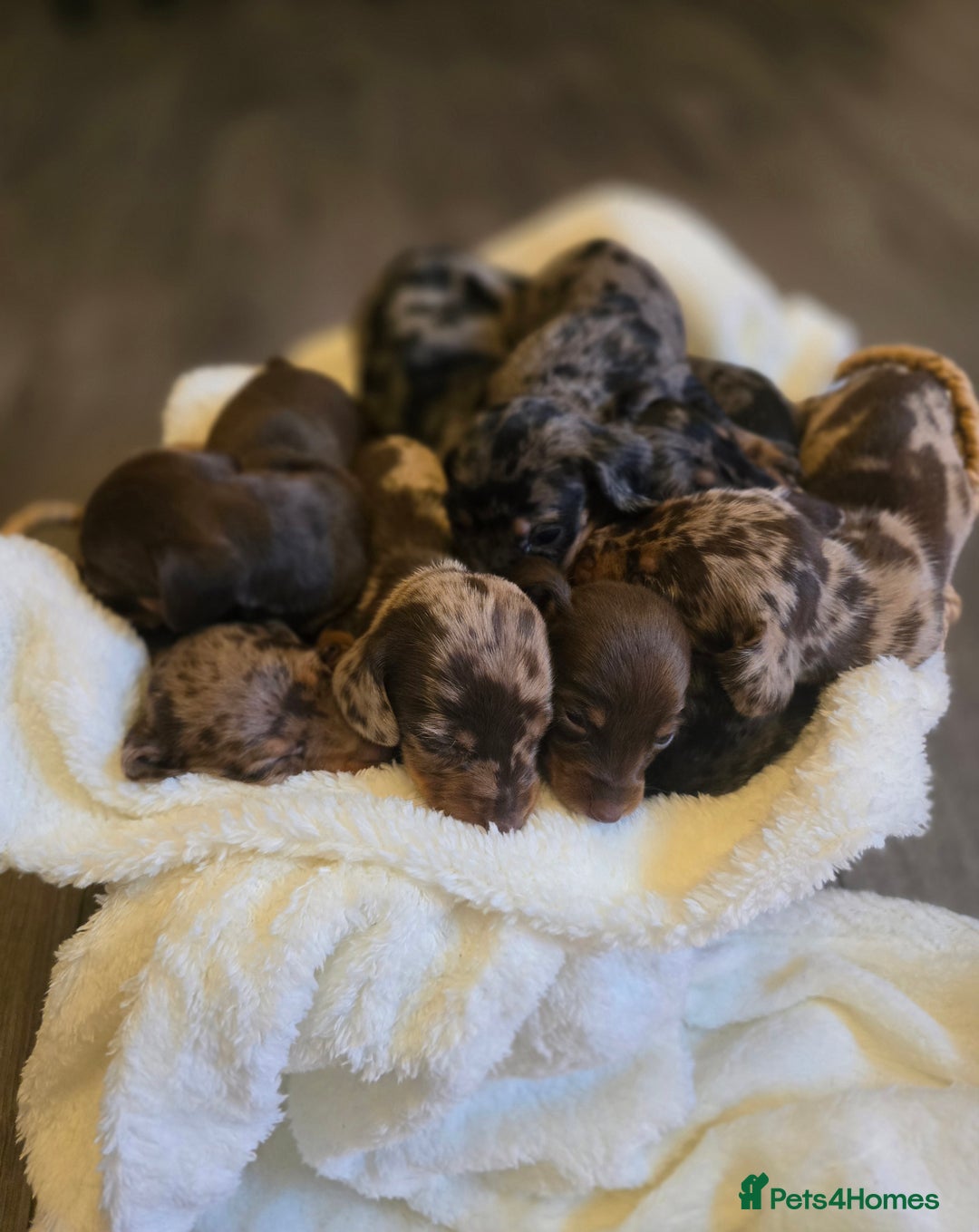 Miniature Dachshund dogs for sale: Miniature dachshunds 🐶 - Image 1