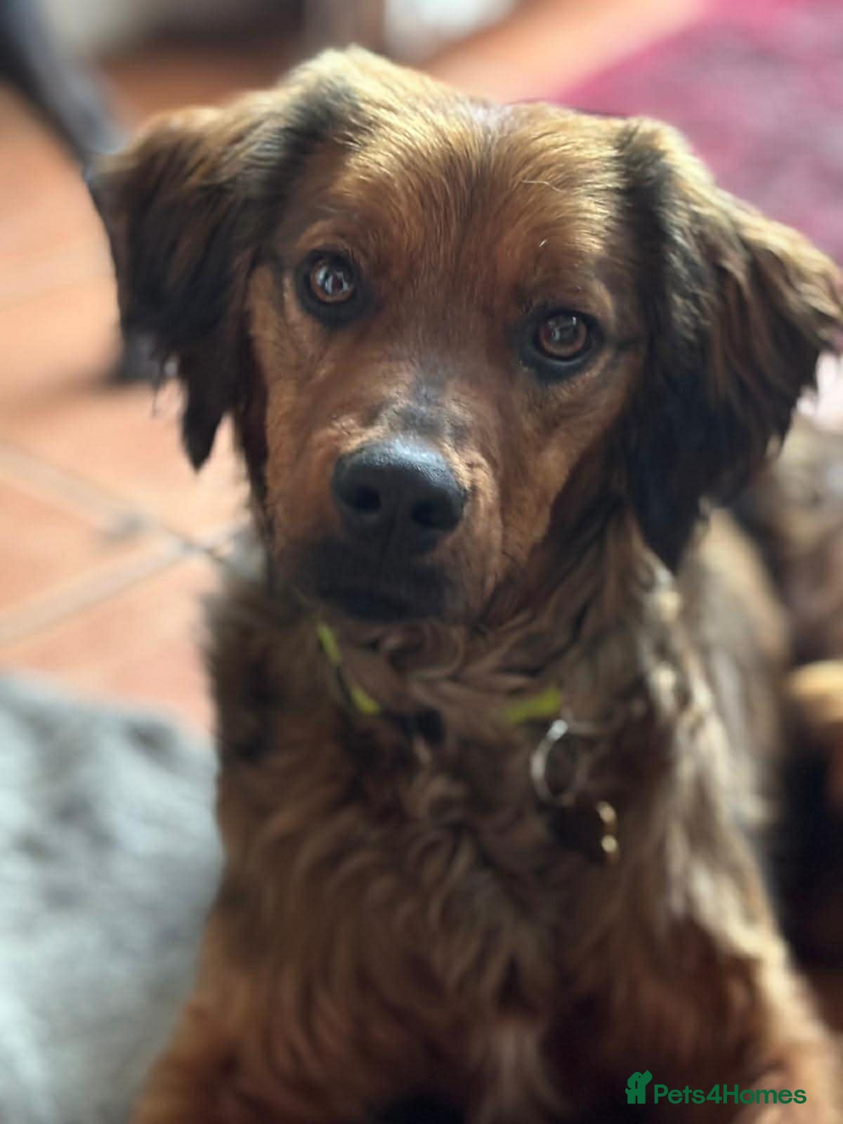 Brittany Spaniel dogs Young, handsome, super friendly Theo in Norfolk - Advert 12