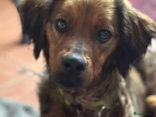 Brittany Spaniel dogs Young, handsome, super friendly Theo in Norfolk - Advert 12