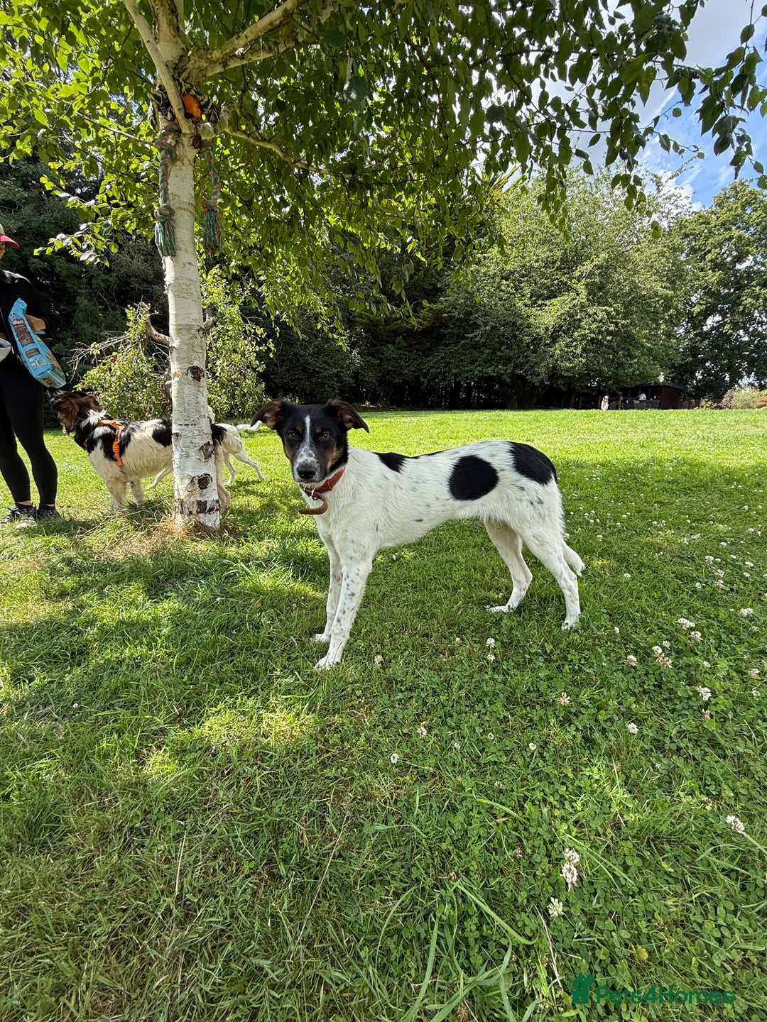 Foxhound dogs for adoption: Josie – Saved in the Final Hour - Image 12