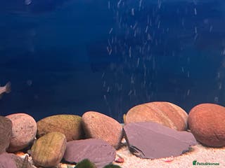 Live Bearers fish Lots of Guppy Fry available - Advert 6