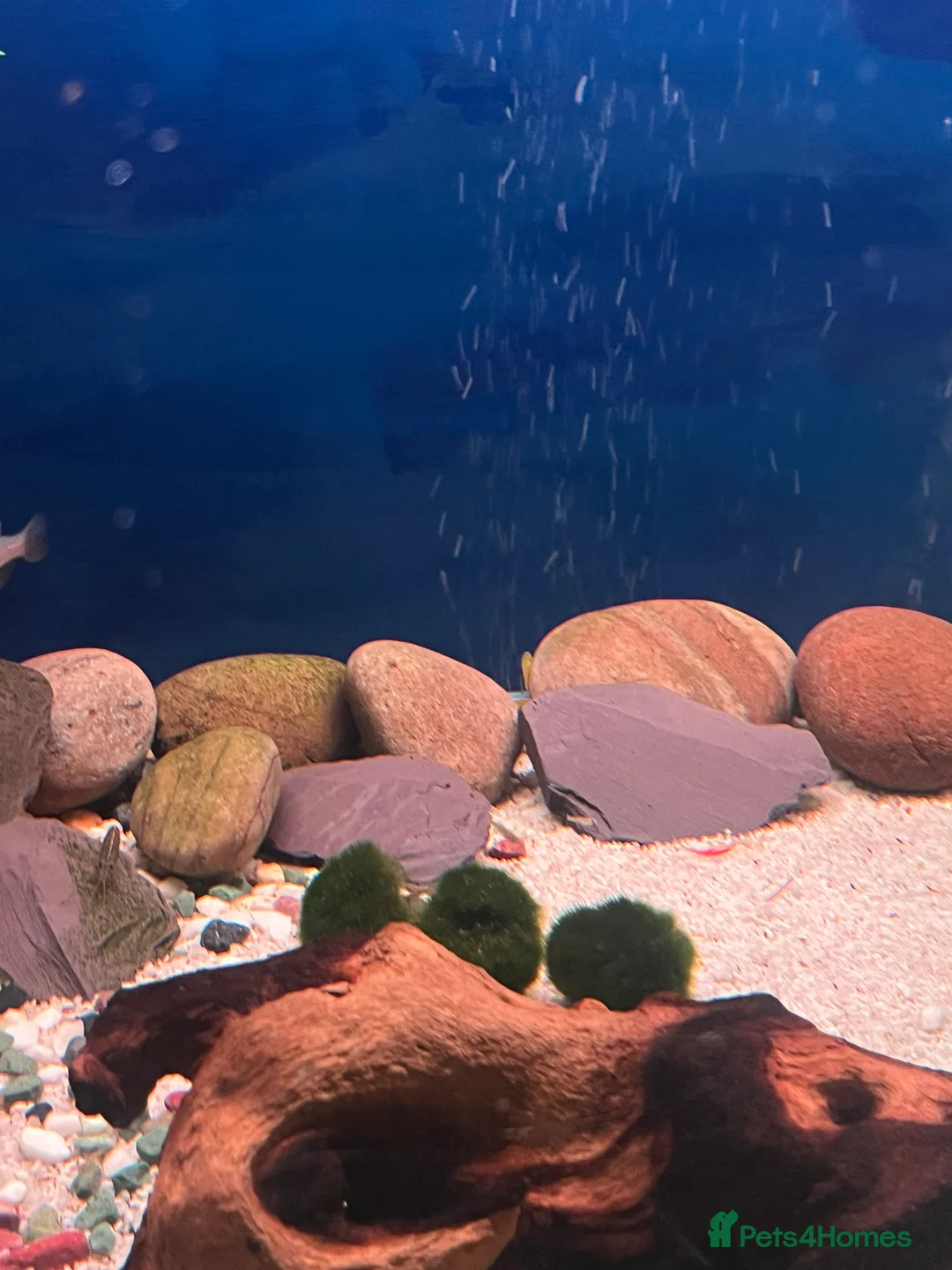 Live Bearers fish for sale: Lots of Guppy Fry available - Advert 1