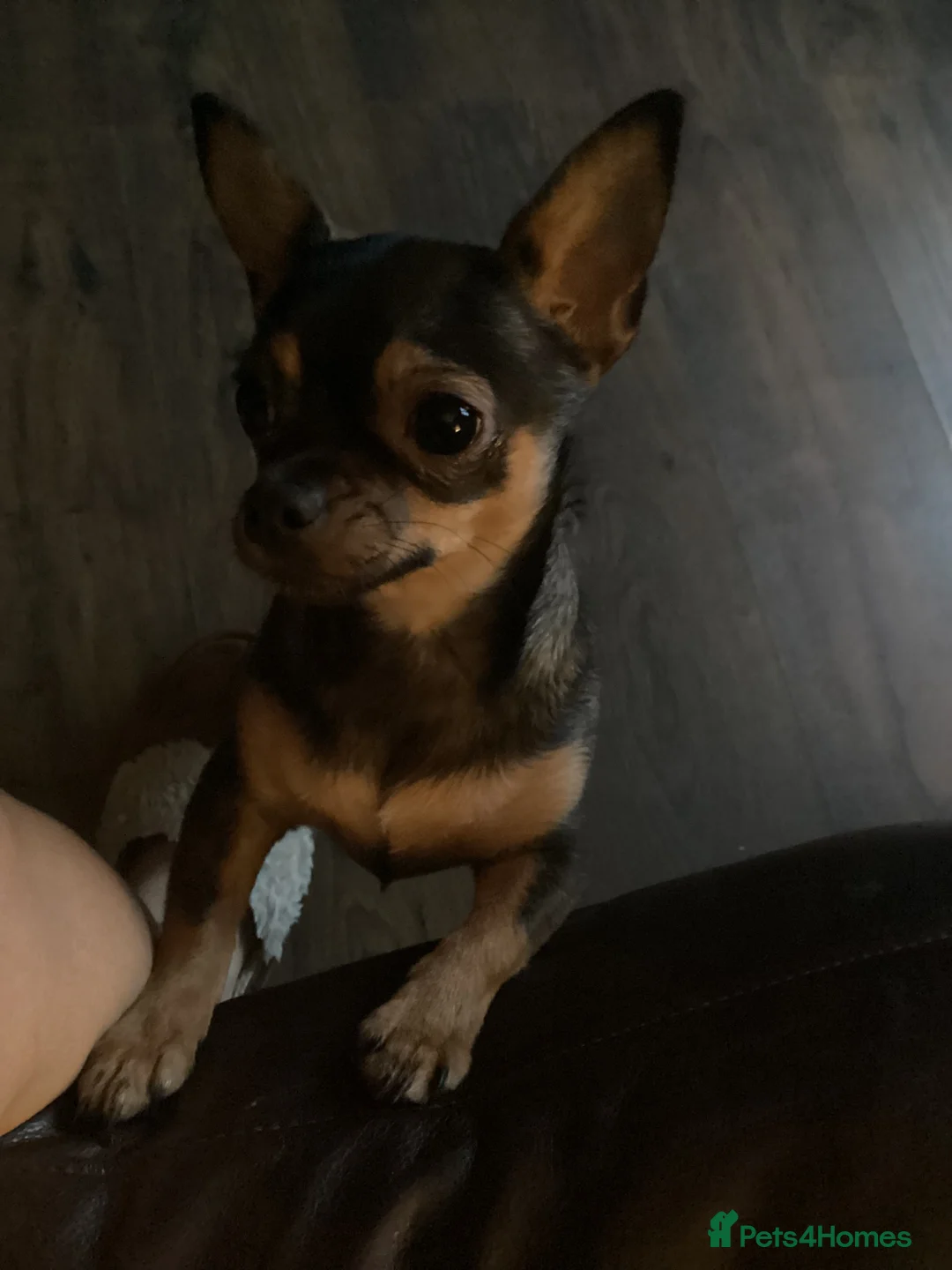 Chihuahua dogs for sale: Girl chihuahua  - Advert 1