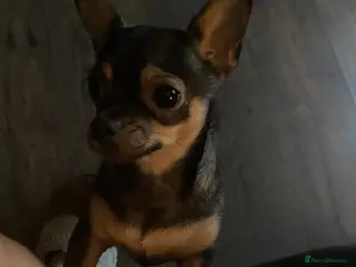 Chihuahua dogs Girl chihuahua - Advert 2