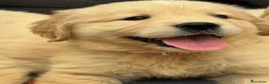 Golden Retriever 5