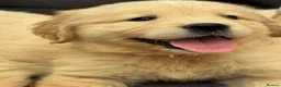 Golden Retriever dogs for sale: TeddyBear Health tested Vaccs KC Golden Puppies - Advert 6