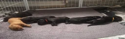 Labradoodle dogs for sale: 🐶 Beautiful Toy Labradoodles for sale 🐶  - Advert 15