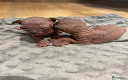 Sphynx cats for sale: Kittens sphinx Canadian  - Image 7