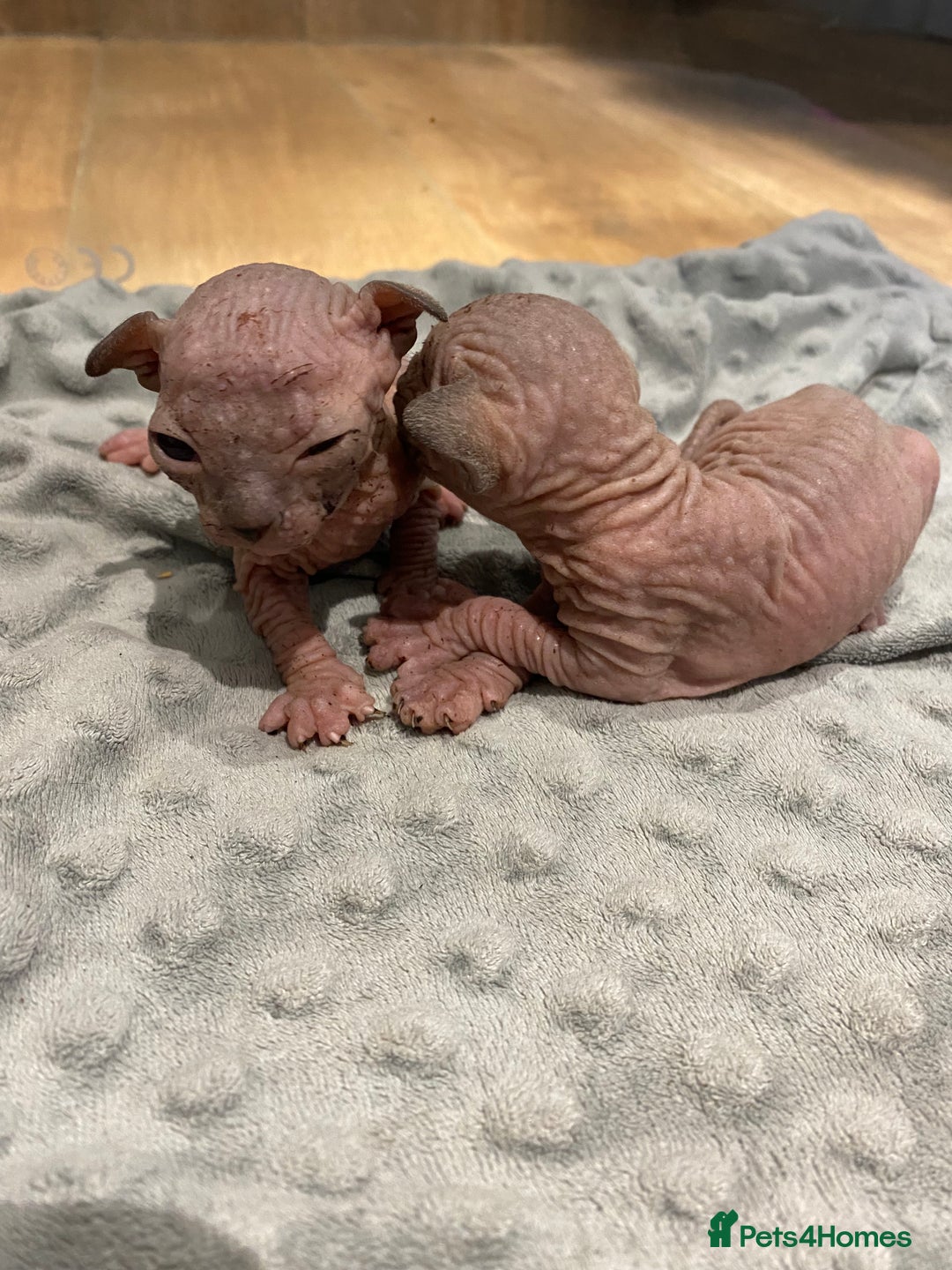 Sphynx cats for sale: Kittens sphinx Canadian  - Image 7
