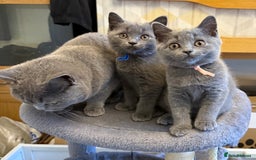 British Shorthair cats for sale: Stunning British ShortHair kittens GCCF registered - Image 9