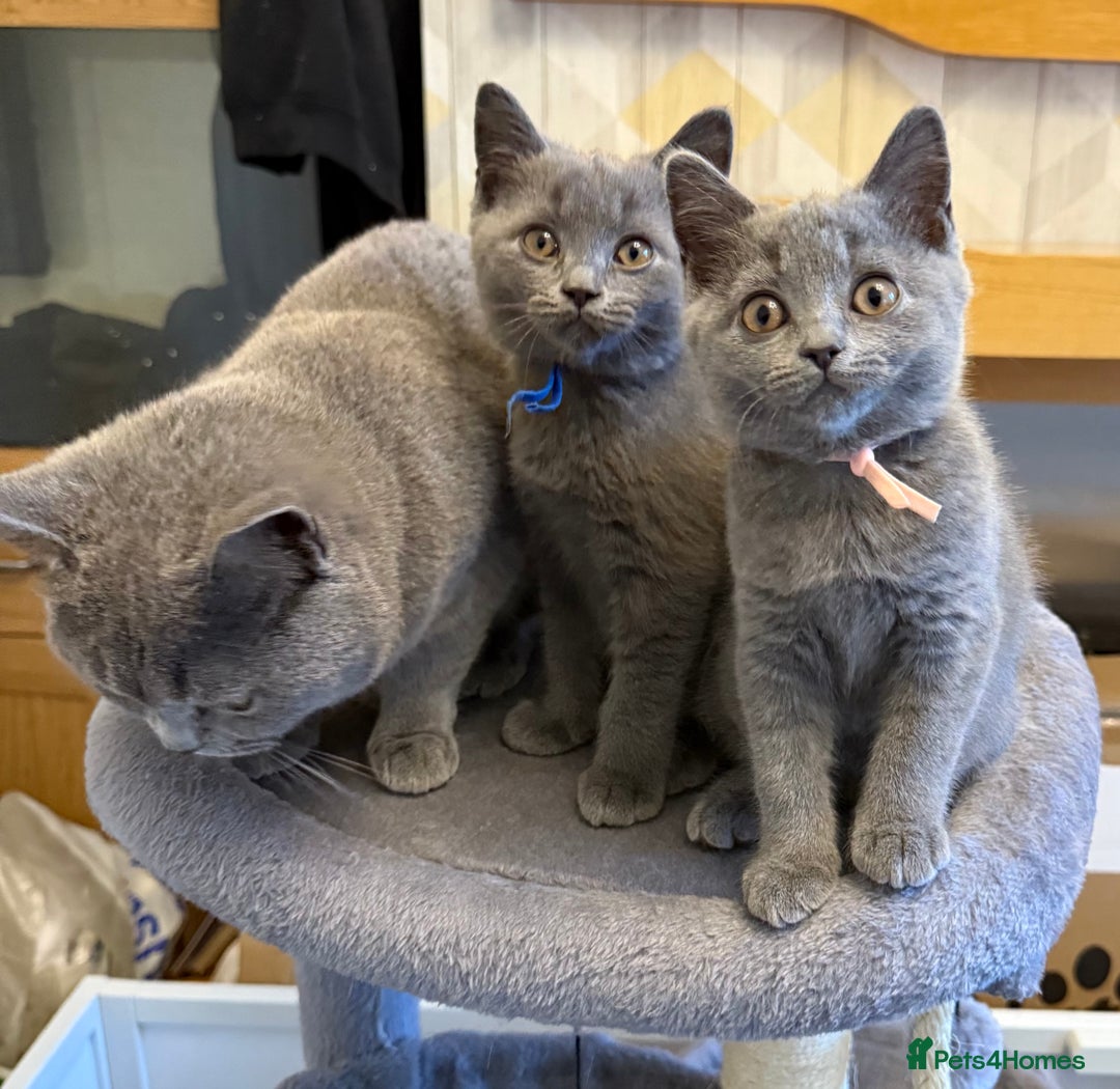 British Shorthair cats for sale: Stunning British ShortHair kittens GCCF registered - Image 9