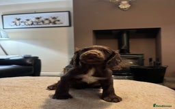 Cocker Spaniel dogs for sale: KC registered working cocker pup - Image 5