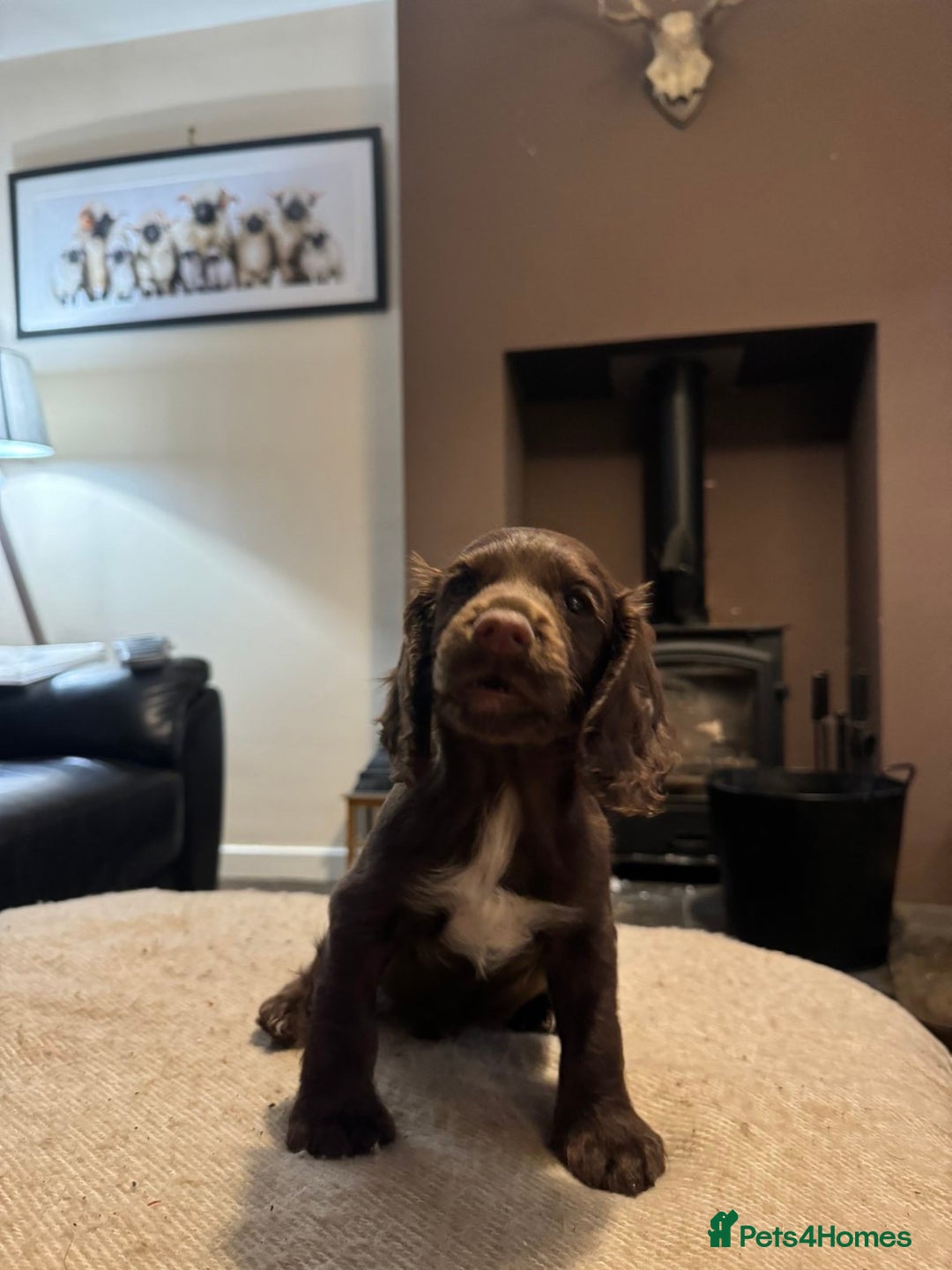 Cocker Spaniel dogs for sale: KC registered working cocker pup - Image 5