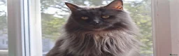 Maine Coon cats for sale: Adult Pedigree Maine Coon With Papers in Scunthorpe - Advert 1