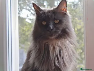 Maine Coon cats Adult Pedigree Maine Coon With Papers - Advert 1