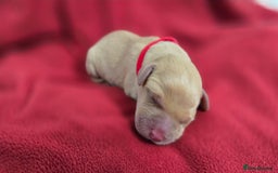 Labrador Retriever dogs for sale: Litter of 8 Labrador Pups Available - Image 9