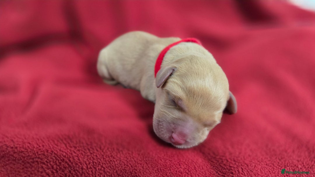 Labrador Retriever dogs for sale: Litter of 8 Labrador Pups Available - Image 9