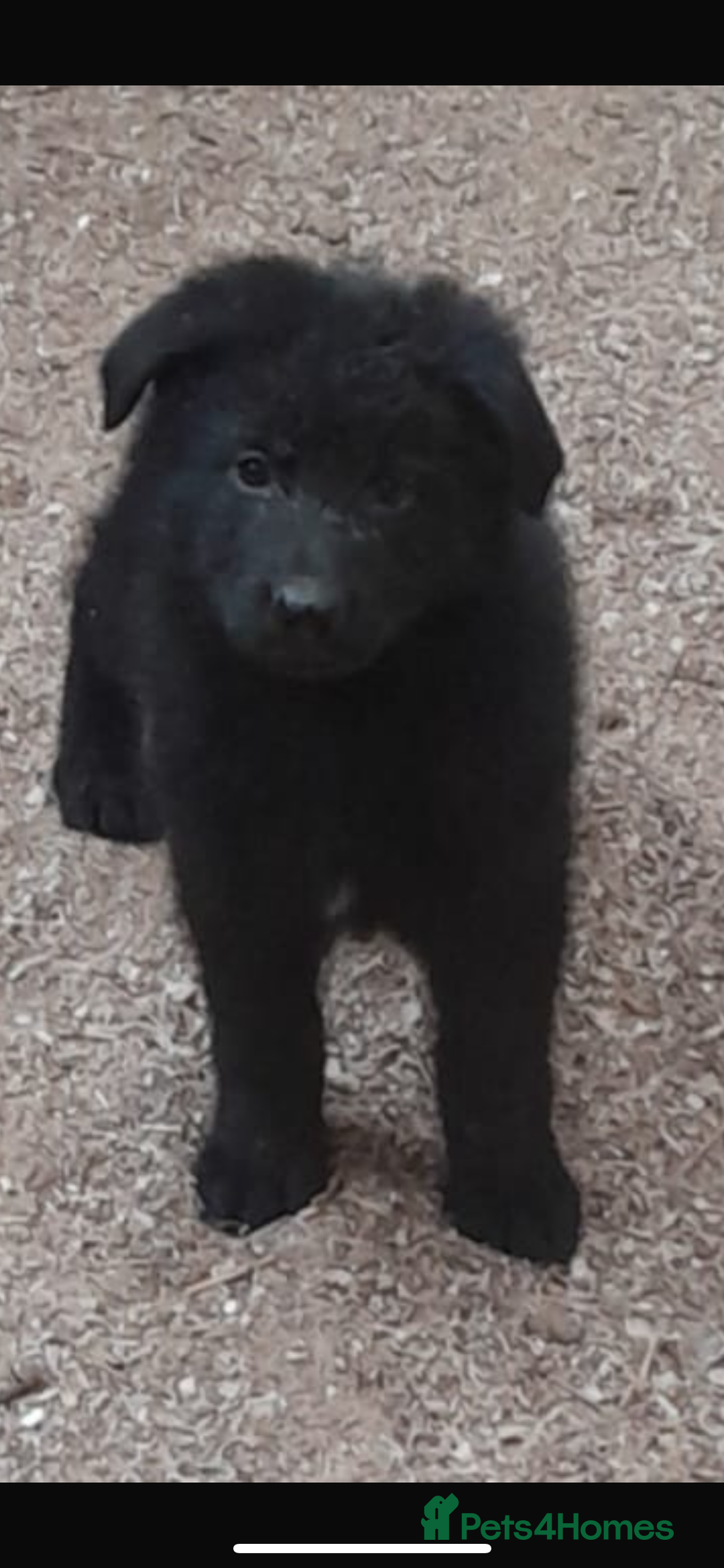German Shepherd dogs for sale: Beautiful big German shepherd pups - Image 2