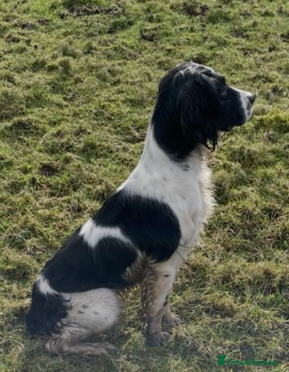 English Springer Spaniel dogs Exceptional KC Reg, ESS Pups, B/W & L/W - Advert 2