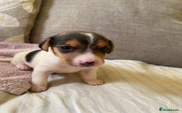 Jack Russell dogs for sale: 3 gorgeous male Jack Russells - Image 4