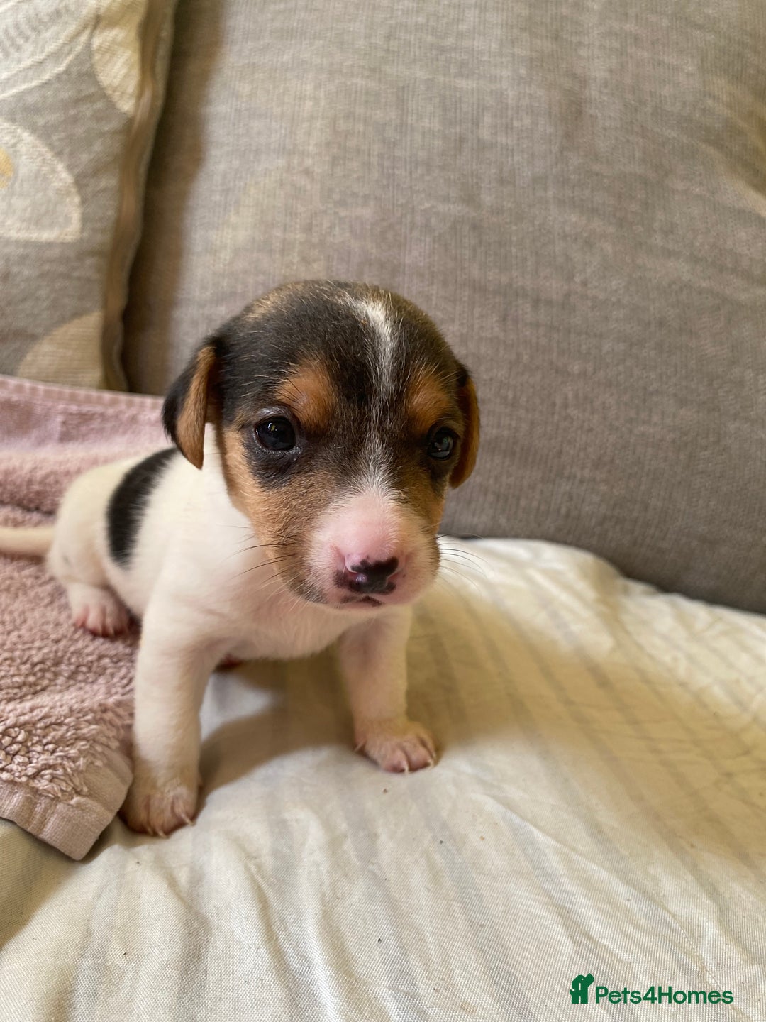 Jack Russell dogs for sale: 3 gorgeous male Jack Russells - Image 4