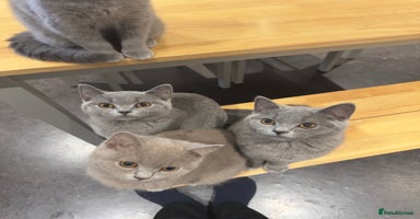 British Shorthair cats - Advert 5