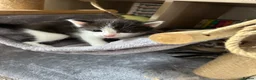 Maine Coon cats for sale:  Maine coone kittens (reduced) - Advert 30