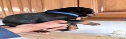 Rottweiler dogs for sale: 2 Rottweiler Puppies Left - 1 Boy 1 Girl  in Swadlincote - Advert 8