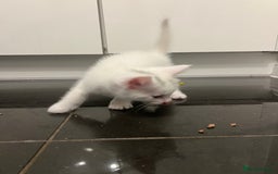 Mixed Breed cats for sale: Healthy & Playful Kittens - Image 12
