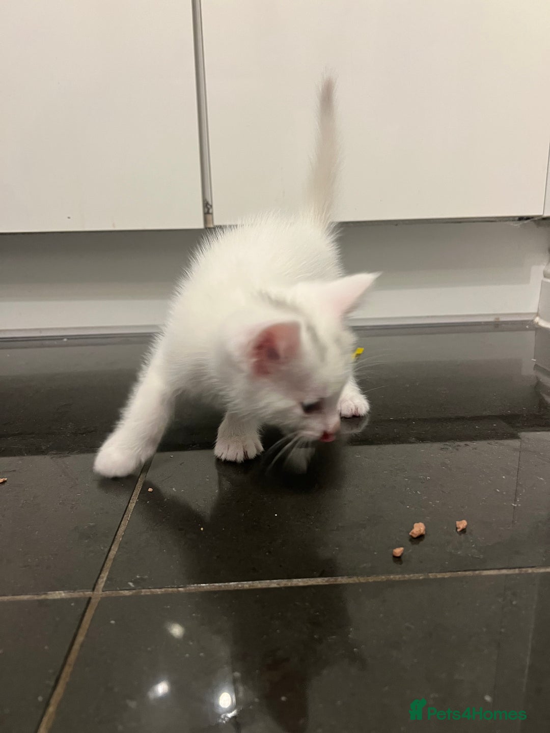 Mixed Breed cats for sale: Healthy & Playful Kittens - Image 12