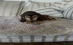 Cocker Spaniel dogs for sale: BEAUTIFUL COCKER SPANIEL PUPPIES - Image 4