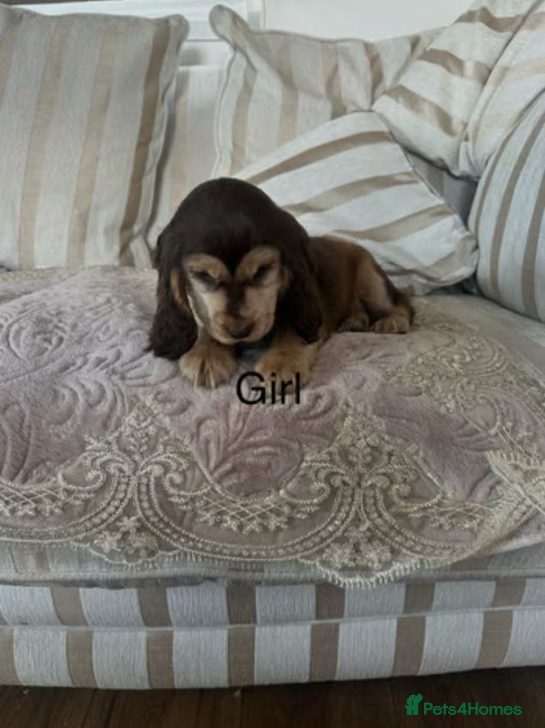 Cocker Spaniel dogs for sale: BEAUTIFUL COCKER SPANIEL PUPPIES - Image 4