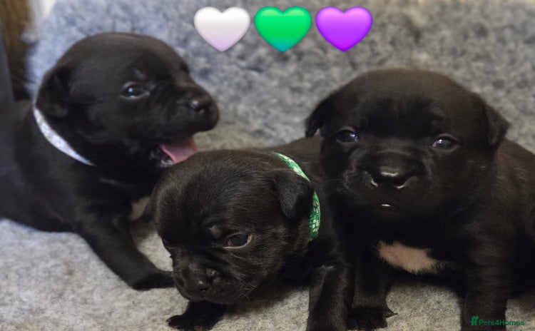 Staffordshire Bull Terrier dogs - Advert 3