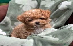 Maltipoo dogs for sale: adorable Maltipoo puppies for sale  - Image 8
