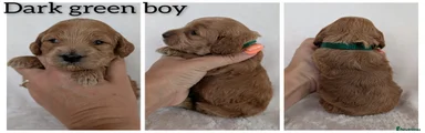 Cockapoo 1