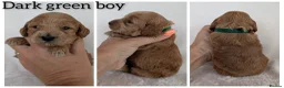 Cockapoo dogs for sale: Beautiful F1b Cockapoo puppies - Advert 8