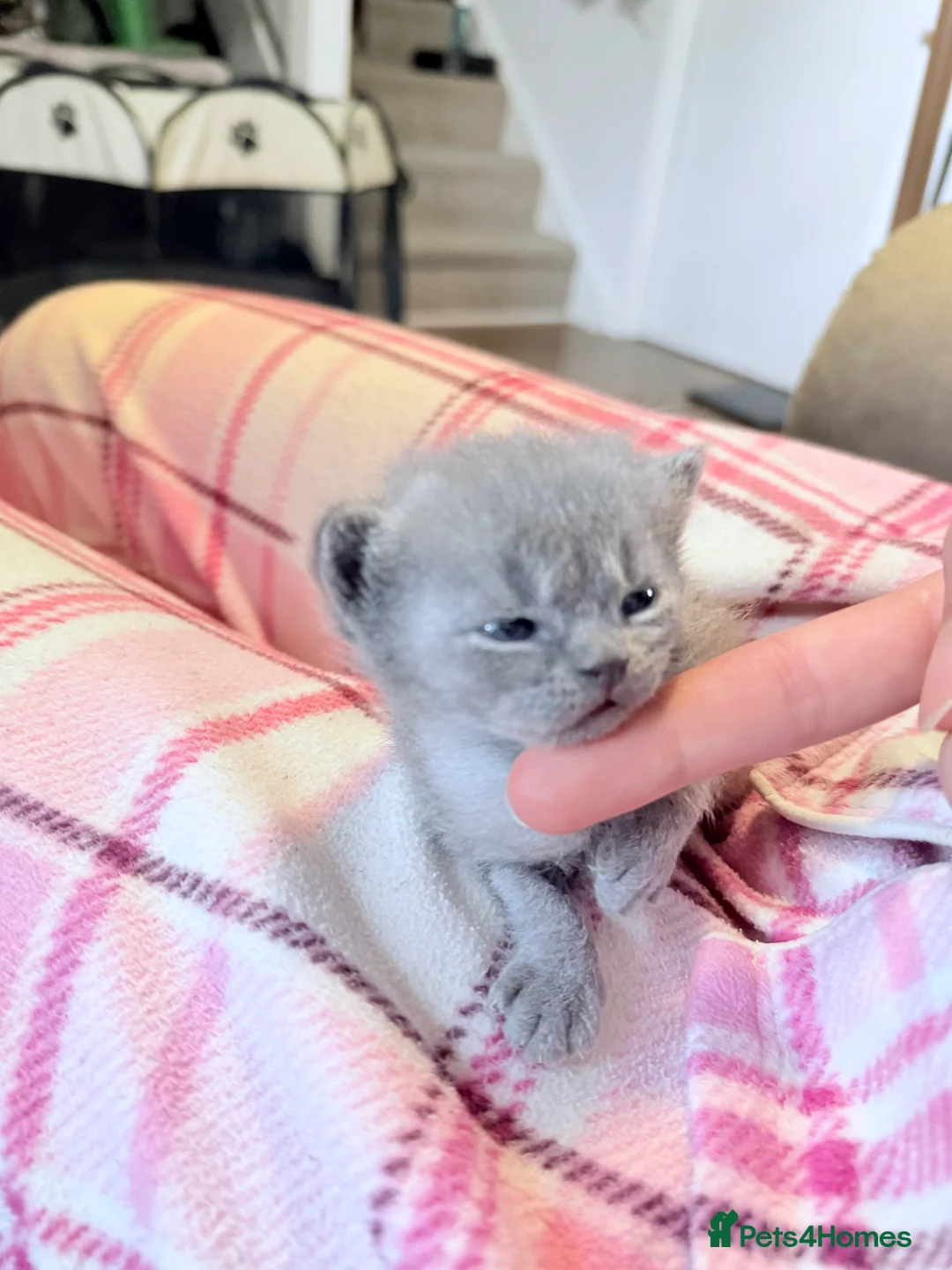 British Shorthair cats for sale: 100% Pure Pedigree Champion line Bsh Reg. Kittens - Advert 2